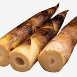 pngtree bamboo shoots png image 3906637